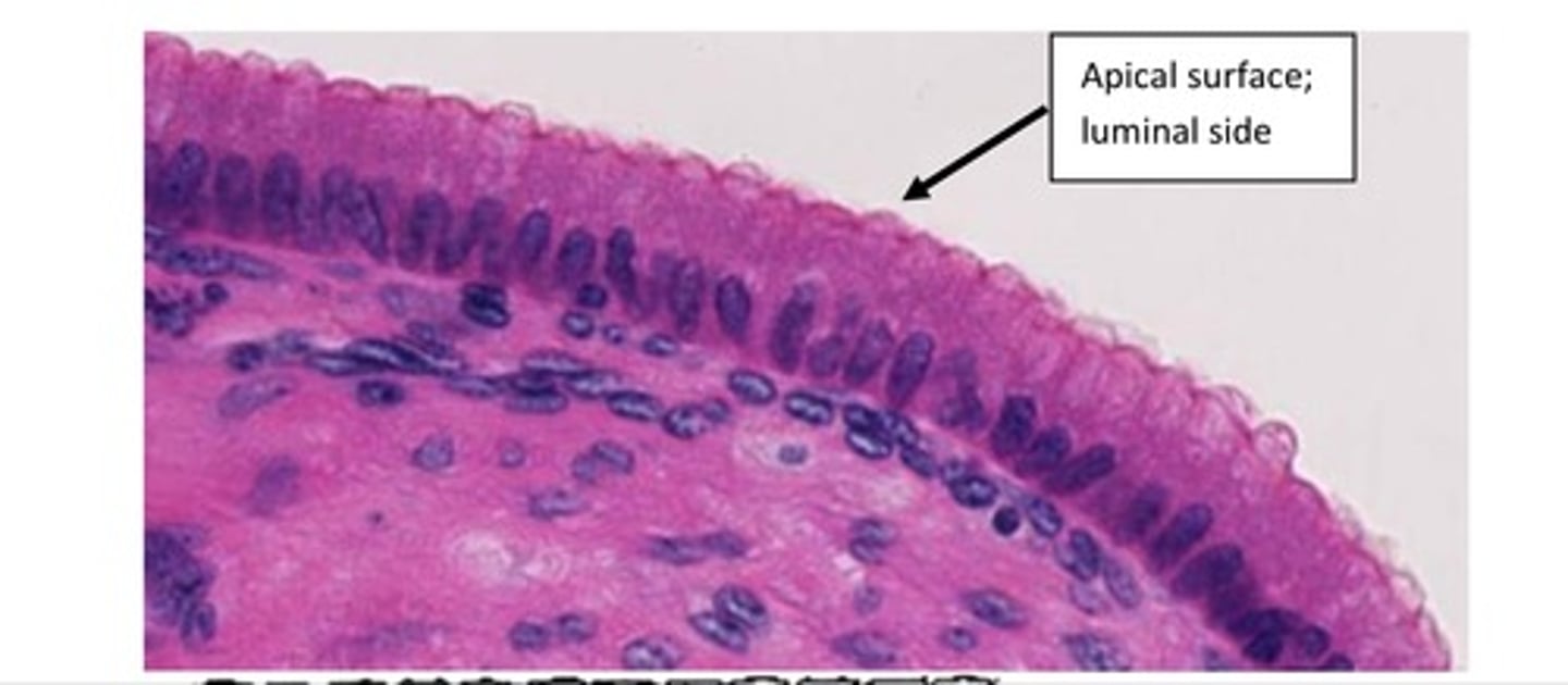 <p>one layer of tall columnar cells Typical locations: luminal epithelium of intestines and gall bladder</p>