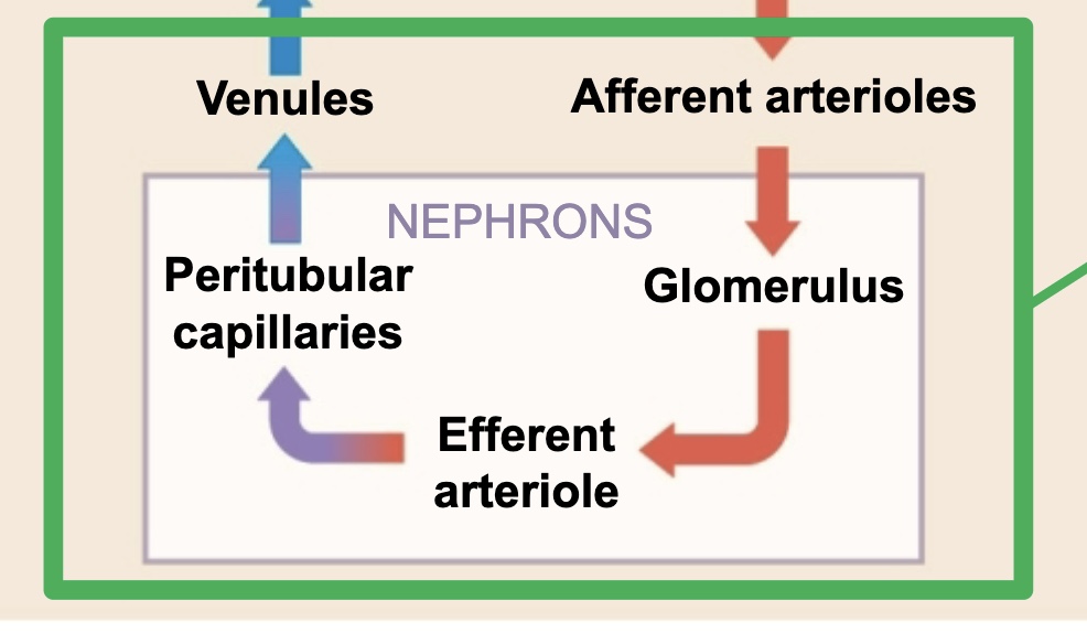 <p>enters through <strong>renal</strong> <strong>arteries</strong> (and then to others, but not included in test)</p><p>ultimately leads to <strong>afferent</strong> <strong>arterioles</strong></p><p><strong>glomerulus</strong> - filtration</p><p><strong>efferent</strong> <strong>arterioles</strong></p><p><strong>peritubular capillaries</strong></p><p><strong>venules</strong></p><p>other things then to <strong>renal veins</strong></p>