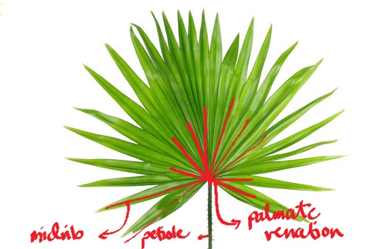 <p>anahaw</p>