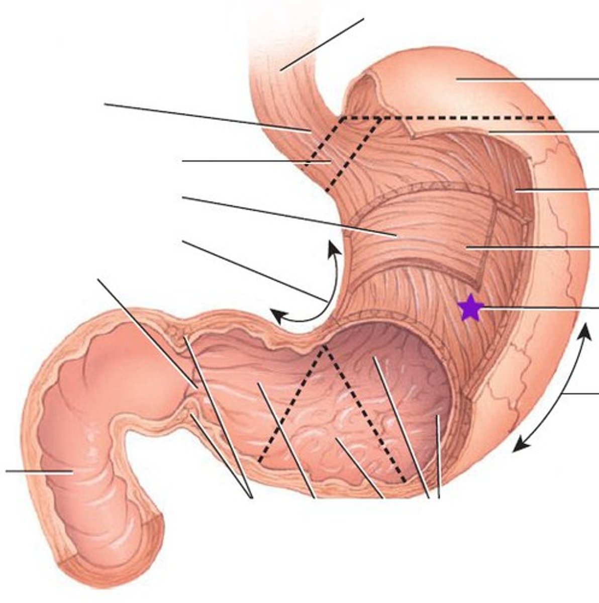 <p>Name the muscle of Stomach</p>