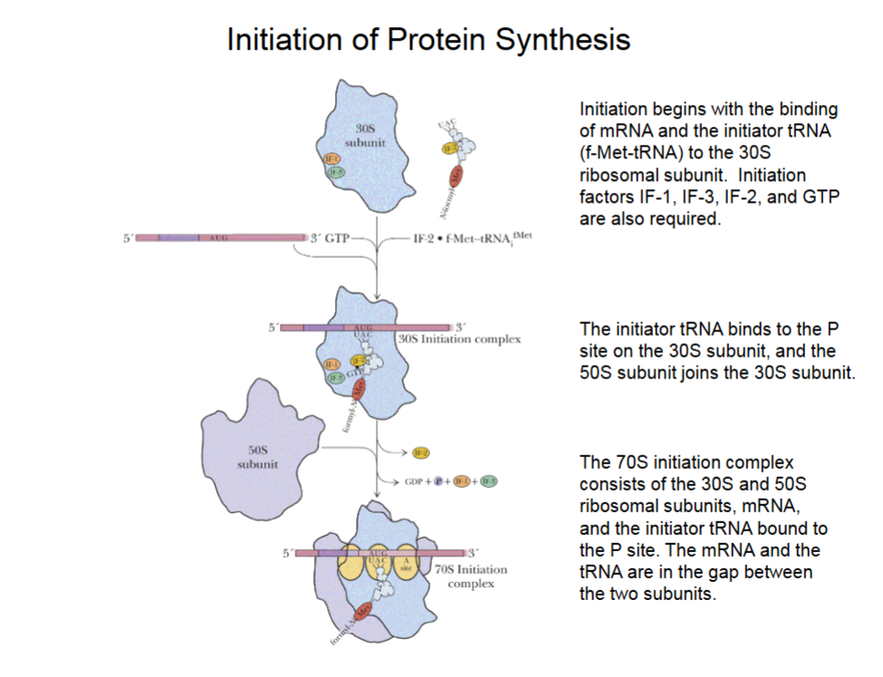 <ul><li><p>mRNA binds such that the first AUG (start code word) binds to the P site.</p></li><li><p>IF-1 and IF-3 bind to 30S subunit, IF-2 binds to initiator tRNA bringing in the first methionine.</p></li><li><p>GTP breakdown to GDP powers joining of components.</p></li><li><p>50S subunit joins 30s to make 70S initiation complex (also w/ initiator tRNA and mRNA in gap between ribosome subunits) </p></li></ul><p></p>