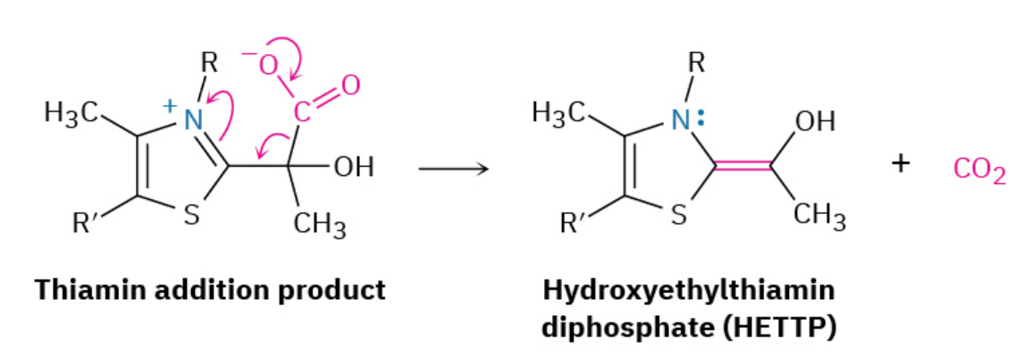 <p><span>The TPP addition product, which contains an iminium ion </span><em>β</em><span> to a carboxylate anion, undergoes decarboxylation in much the same way that a </span><em>β</em><span>-keto acid decarboxylates in the acetoacetic ester synthesis (</span><a target="_blank" rel="noopener noreferrer nofollow" class="autogenerated-content" href="https://openstax.org/books/organic-chemistry/pages/22-7-alkylation-of-enolate-ions"><u>Section 22.7</u></a><span>). The C═N+C═N+ bond of the pyruvate addition product acts like the C═OC═O bond of a </span><em>β</em><span>-keto acid to accept electrons as CO</span><sub>2</sub><span> leaves, giving hydroxyethylthiamin diphosphate (HETPP).</span></p>