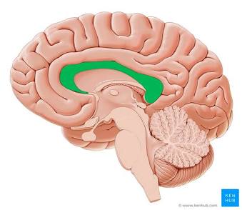 <p>Corpus Callosum </p>