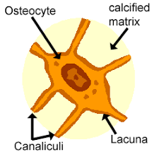 **maintain protein and mineral content of surrounding matrix, dissolve matrix to release minerals, rebuild matrix to deposit mineral crystals,** occupy lacunae, separated by layers of matrix, interconnected 