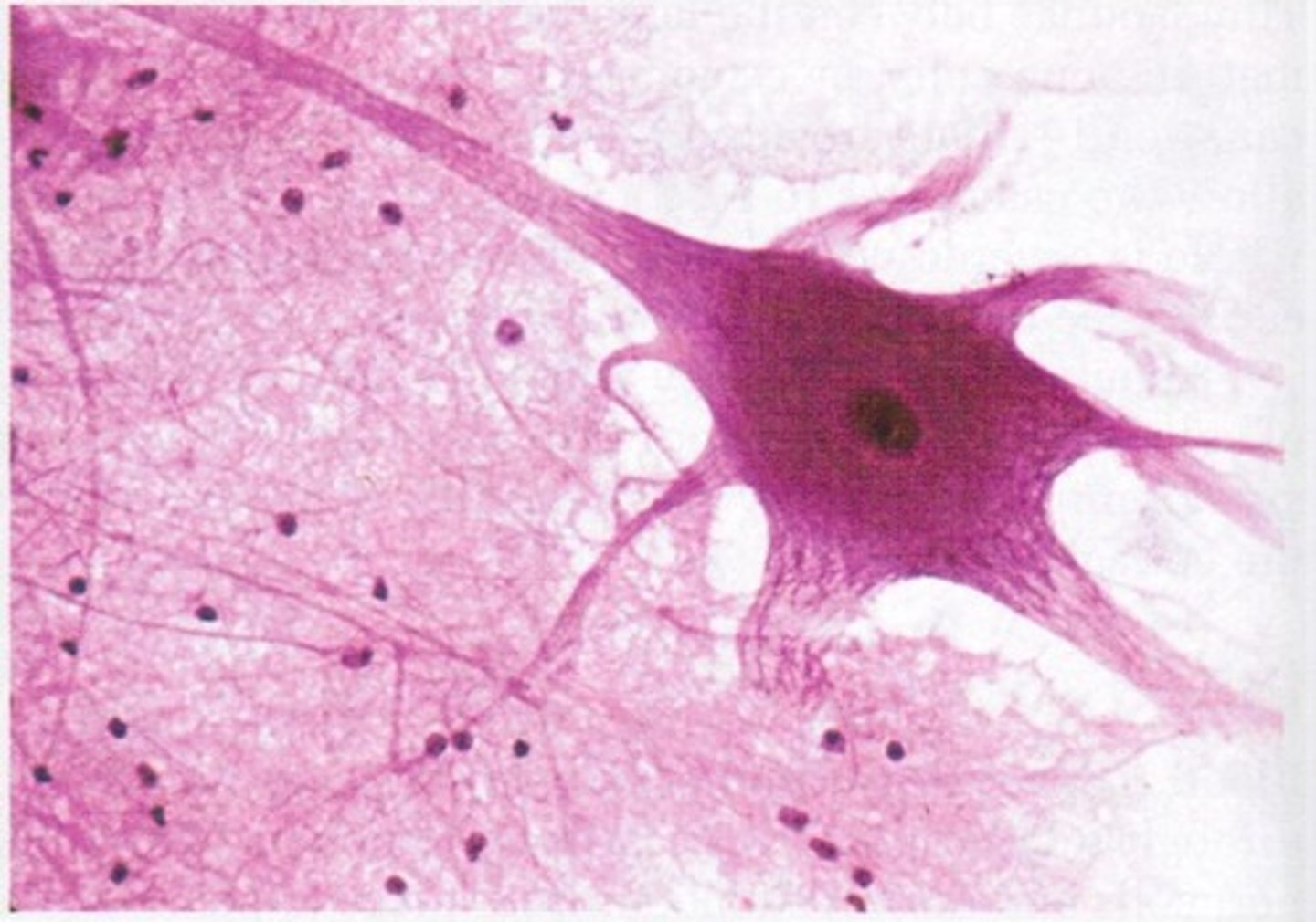 <p>Description: Neurons are branching cells cell processes that might be quite long extend from the nucleus-containing cell body. Also contributing to nervous tissue are non irritable supporting cells.</p><p>Function: Transmit electrical signals from sensory receptors and to effectors (muscles and glands) which control their activity.</p><p>Location: Brain, spinal cord, and nerves</p>
