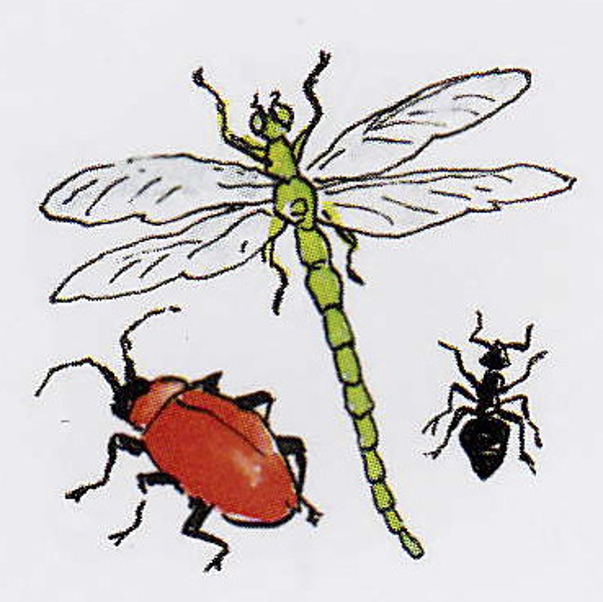 <p>комаха</p>