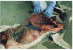 <p>Michigan, Minnesota, and Manitoba</p><p>Management: wildlife disease surveys and deer management to minimize risks of human infections, cull infected animals, carcass and meat inspection, proper food handling</p>