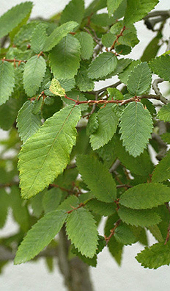 <p>Ulmus crassifolia <br>Ulmaceae</p>