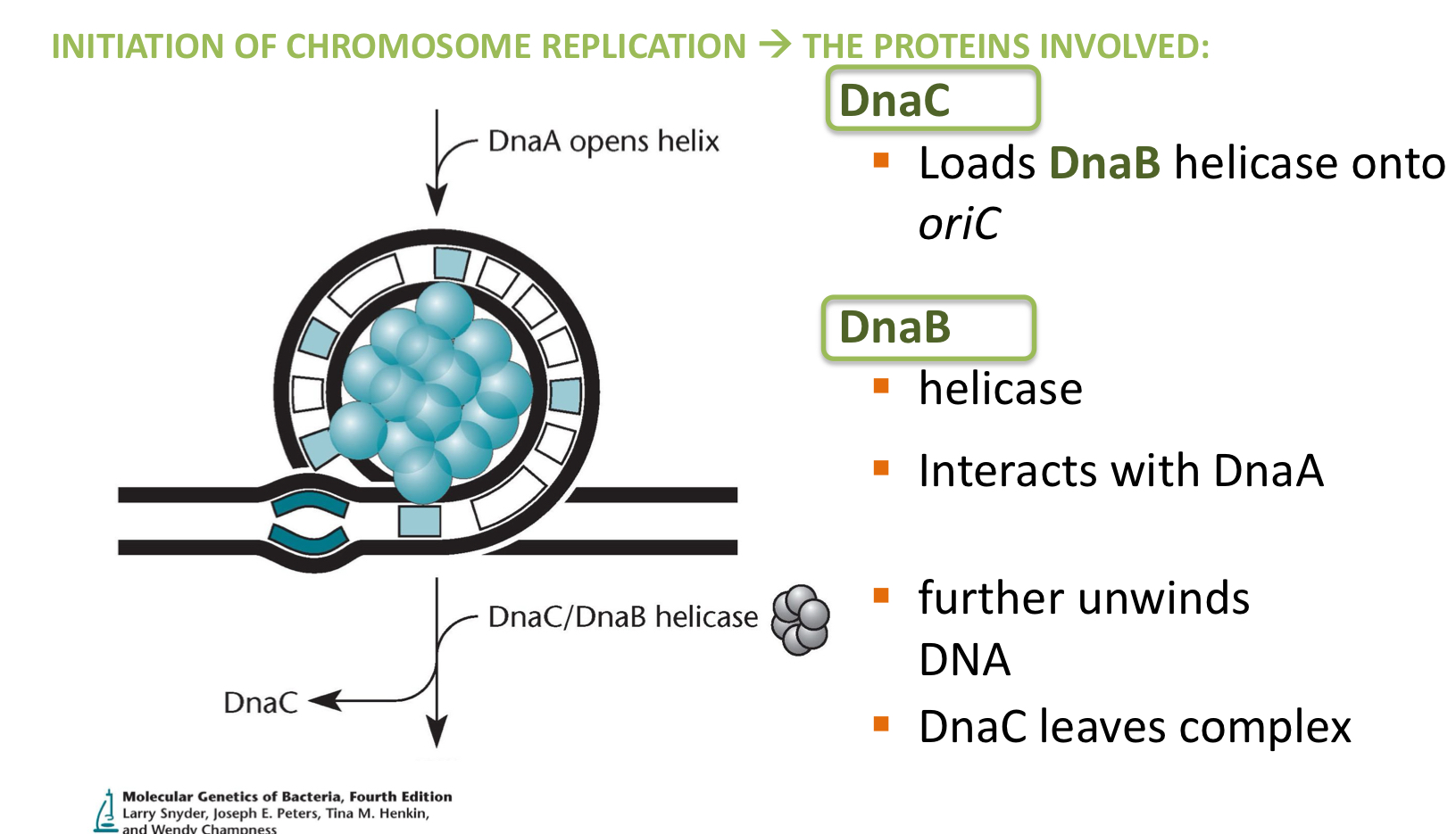 <p>C = Loads DNA B onto OriC</p><p>B = Helicase, interacts with DNA A + further unwinds the DNA</p>