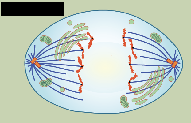 <ul><li><p>cohesion proteins degenerate allowing <u>chromatids to separate</u></p></li><li><p>separated sister chromatids move in <u>opposite directions</u></p><ul><li><p>towards centrosomes where microtubules are attached</p></li></ul></li><li><p><u>cell elongates</u></p></li></ul><p></p>