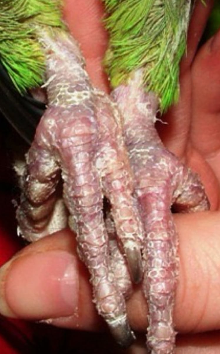 <p>Too low of humidity in birds can predispose them to what?</p>