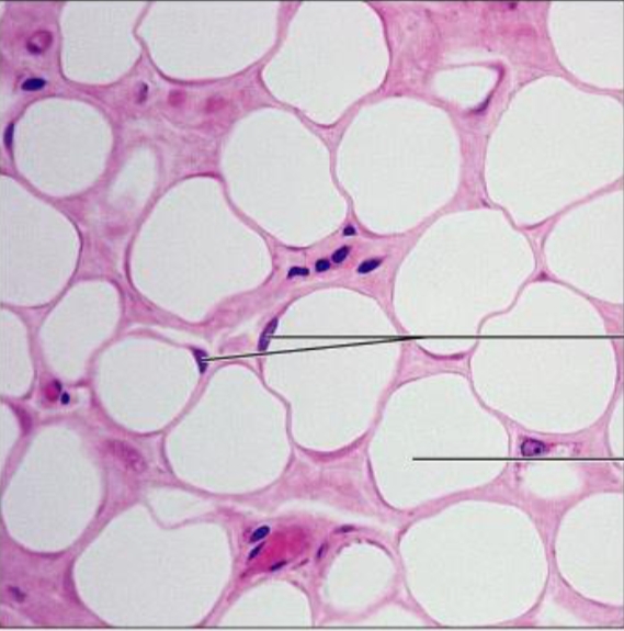 <p>Parts of cell III</p>