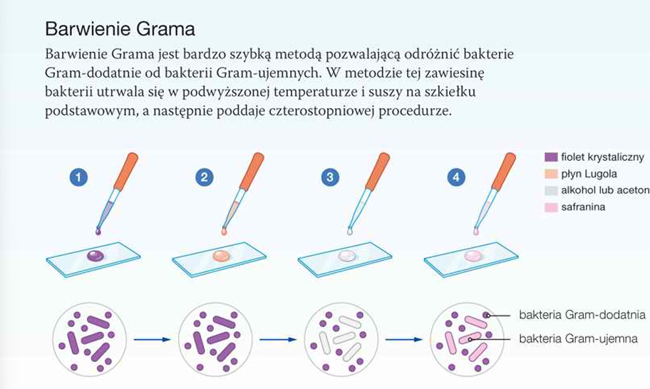<p>Gram-dodatnie i Gram-ujemne. Można je rozróżnić za pomocą metody opracowanej przez Hansa Christiana Grama, która polega na barwieniu komórek serią określonych barwników. Bakterie Gram - dodatnie barwią się na fioletowo, a bakterie Gram-ujemne - na czerwono.</p>