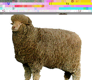 <p>Merino (Delaine)</p>