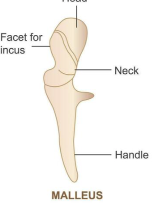 <p>Malleus - ear ossicles</p>