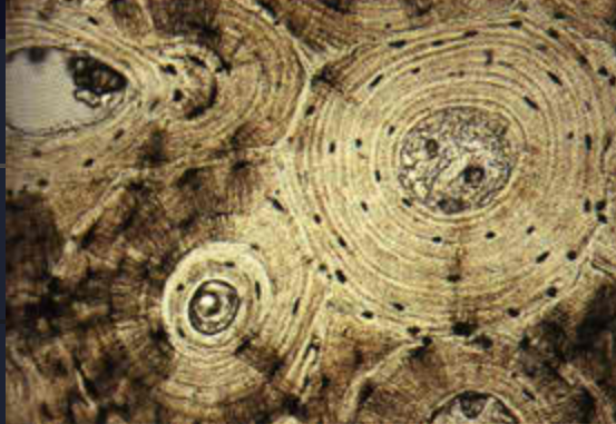 <p>What is this bone structure?</p>