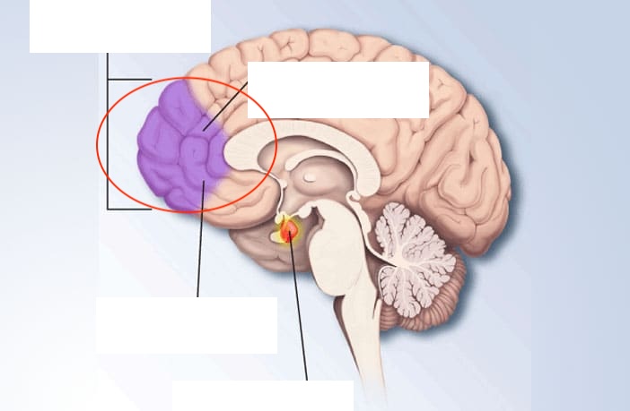 <p><span style="color: rgb(31, 31, 31)">Comprised of several brain regions that are consistently implicated in regulating complex social and non-social behaviors,</span><span> such as those involved in reward, affective, and decision-making processes</span></p>