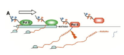 <p>binding of 3’ processing factors lead to rearrangement of elongation complex and termination</p>