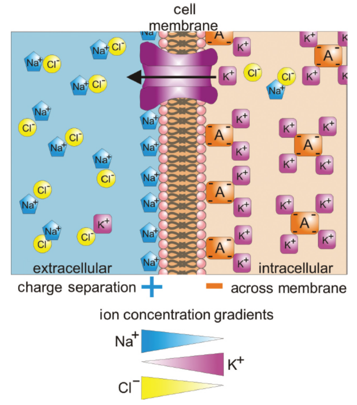 <p>Sodium and potassium cations and chlorine anions are exchanged as needed to produce an electrical potential across a cellular membrane; Disturbances may stimulate the firing of an action potential</p>