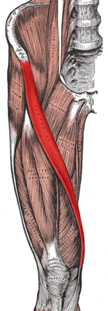 <p>medial tibia</p>