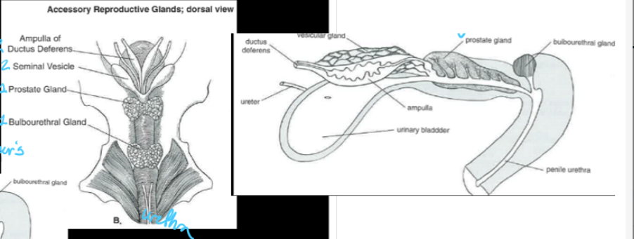 <p>vesicular glands (seminal vesicles) </p>