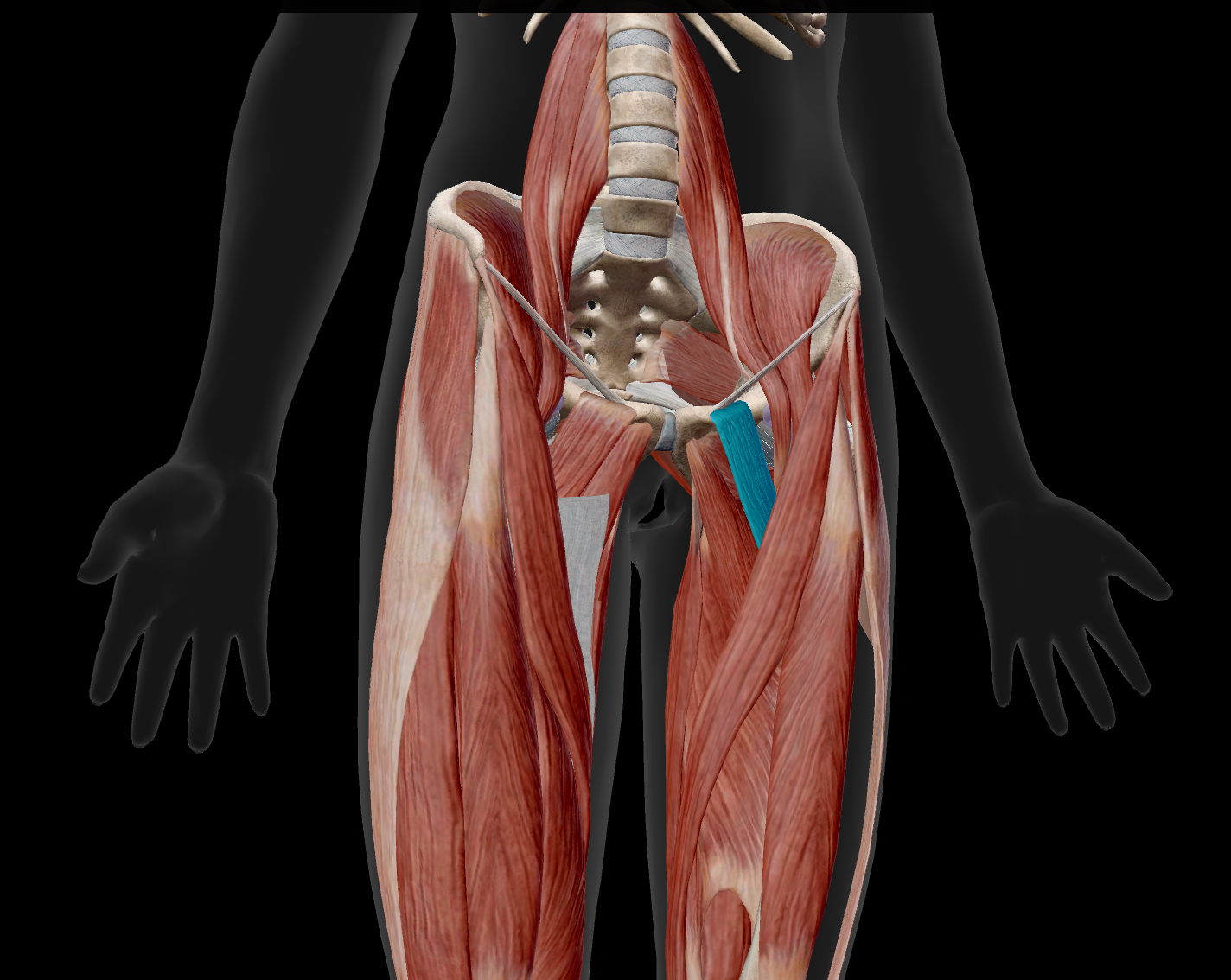 <p>A flat, quadrangular muscle located in the anterior part of the medial thigh</p><p></p><p>actions: adducts, medially rotates & flexes the hip</p><p>insertion: pectineal line of the femur.</p><p>innervation: femoral nerve & obturator nerve</p>