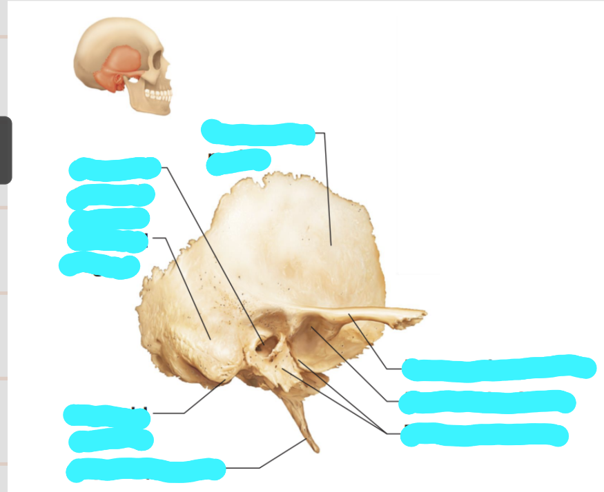 <p>label these structures</p>