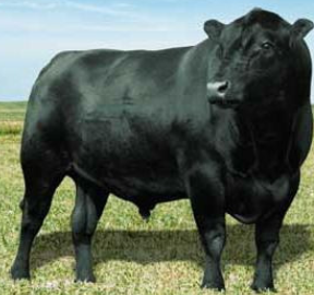 <p>Angus</p><p></p><p><strong>Origin</strong>: Scotland</p><p><strong>Color</strong>: Black (dominant)</p><p><strong>Horns</strong>: Polled (dominant)</p><p><strong>Size</strong>: Small-Moderate</p><p><strong>Traits</strong>: Perform well in feedlots, produce a high-quality carcass with well-marbled meat</p>