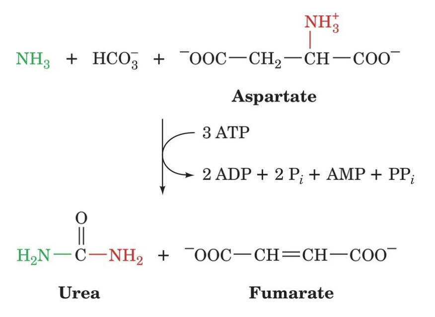 <p>Overall Urea Cycle Reaction</p><ul><li><p>Where did the green ammonia come from (if in the Liver)?</p></li><li><p>The red one?</p></li><li><p>Carbon in urea came from?</p></li><li><p>How can fumarate be converted back into aspartate (step by step)?</p></li></ul><p></p>