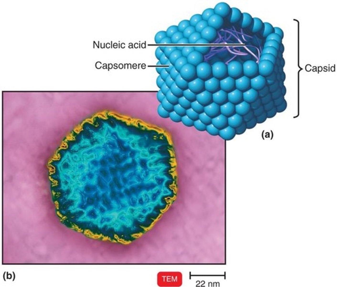<p>Protein coat made of capsomeres (subunits).</p>