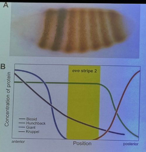 <p>a maternal gene regulates the expression of 3 gap genes which regulate expression of even-skipped. this particular order allows its expression in the stripe, and a different order will NOT allow expression elsewhere.</p>