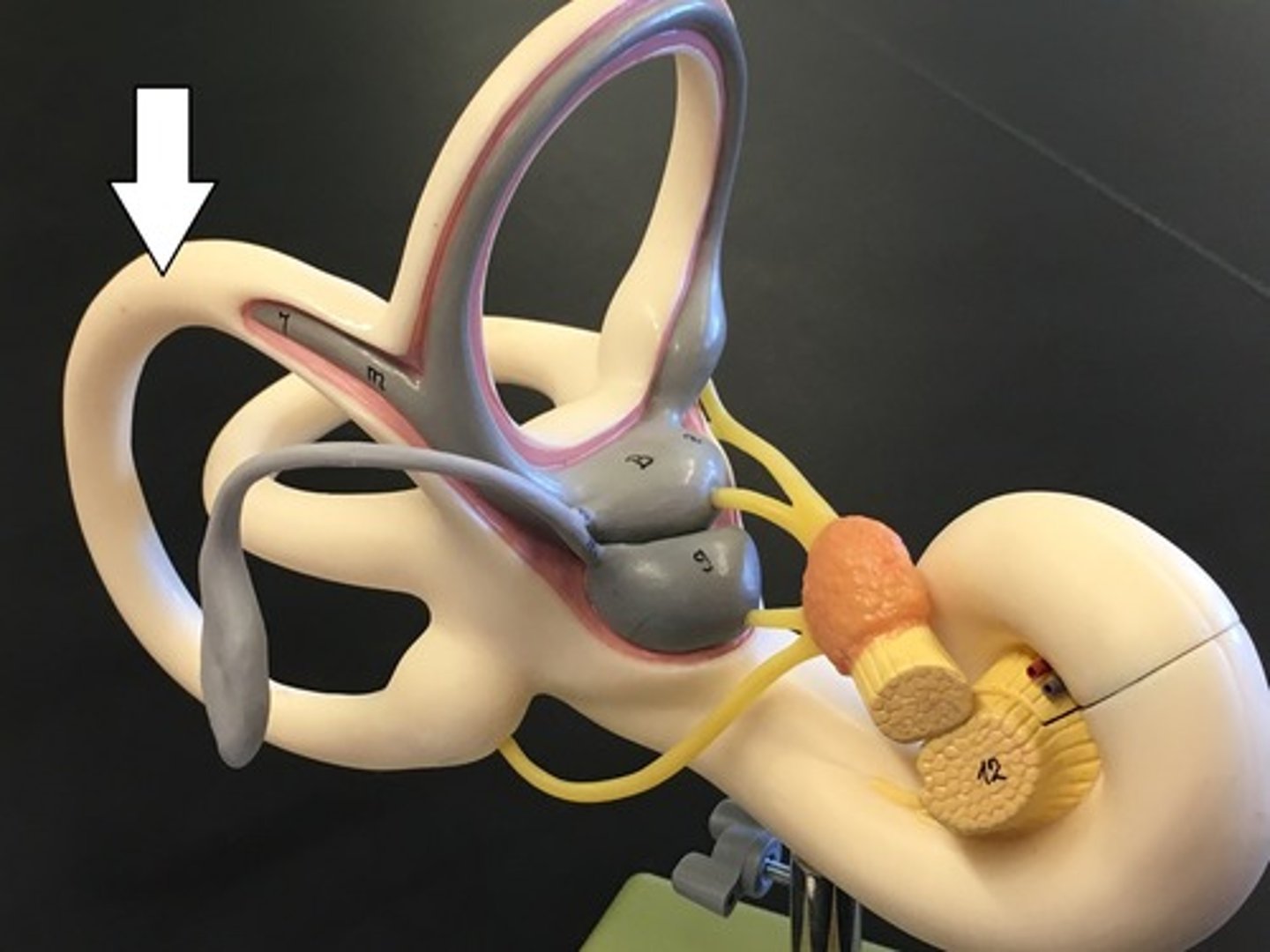 <p>Detects tilting the head to the side, or cartwheels. lower ampullated end communicates w the vestibule</p>