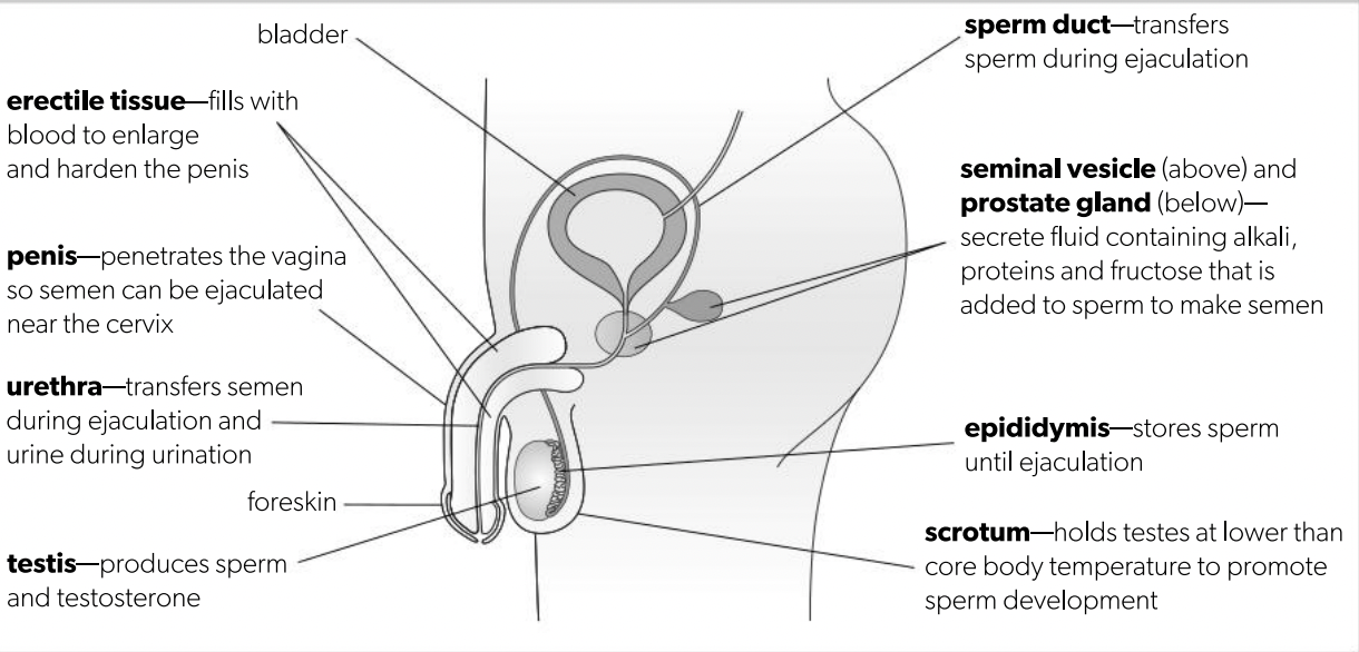 <p>D3.1.4 Structure reproductive syst</p>