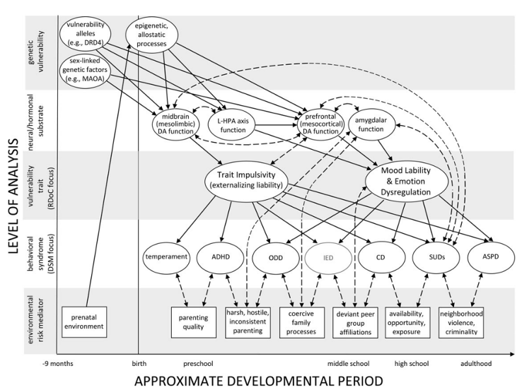 <p><span style="font-family: "Times New Roman"; line-height: normal; font-size: 7pt;"><span> </span></span><span><span>i.</span></span><span style="font-family: "Times New Roman"; line-height: normal; font-size: 7pt;"><span> </span></span><span><span>The </span><strong><span>model of early-onset externalizing behavior</span></strong><span> in which comorbidities and continuities are viewed as </span><strong><em><span>ontogenic processes</span></em></strong><span>: products of complex longitudinal transactions between interdependent individual-level vulnerabilities and equally interdependent contextual risk factors. Through interactions across levels of analysis, some individuals traverse along the externalizing spectrum, beginning with heritable trait impulsivity in preschool and ending in antisociality in adulthood.</span></span></p><p><span style="font-family: "Times New Roman"; line-height: normal; font-size: 7pt;"><strong><span> </span></strong></span><span><strong><span>i.</span></strong></span><span style="font-family: "Times New Roman"; line-height: normal; font-size: 7pt;"><strong><span> </span></strong></span>Externalizing disorders share common higher-order vulnerability <span><span> </span><strong><span>heritable trait impulsivity</span></strong></span></p><p class="MsoListParagraphCxSpLast"><span style="font-family: "Times New Roman"; line-height: normal; font-size: 7pt;"><span> </span></span><span><span>ii.</span></span><span style="font-family: "Times New Roman"; line-height: normal; font-size: 7pt;"><span> </span></span>Trait comes from genetic factors <span><span></span></span> <span><strong><span>mesolimbic dopamine dysfunction</span></strong><span> </span></span>(dopamine is lower so engage in more extreme behaviors)</p><p class="MsoListParagraphCxSpLast"></p><p class="MsoListParagraphCxSpLast"></p>