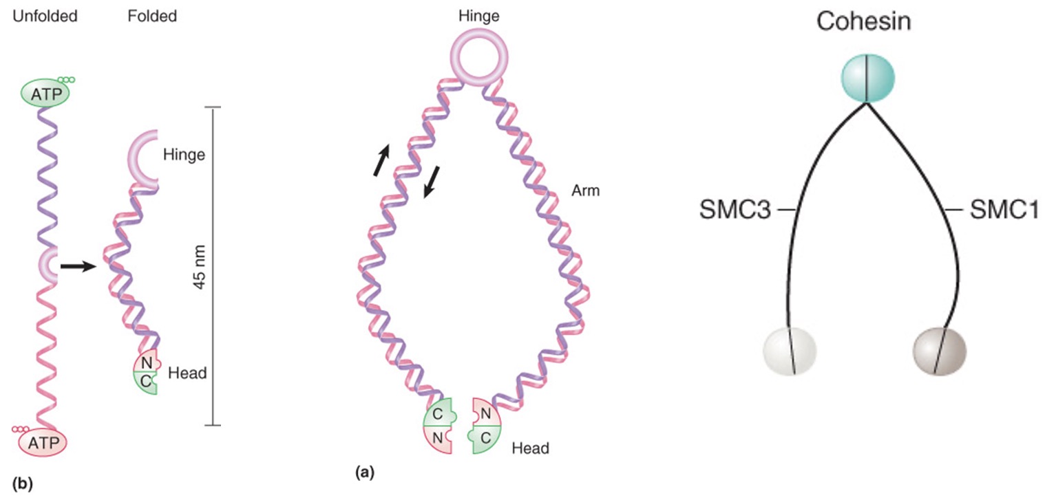 Cohesin