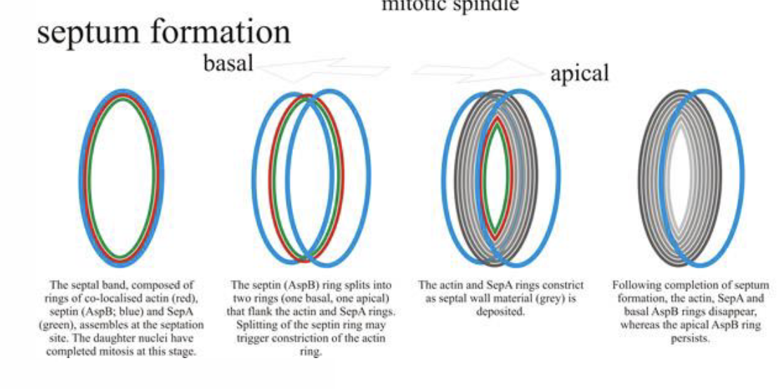 <p>septal band assembly</p><ul><li><p>proteins form a septal band at the site where the septum will be build</p></li><li><p>actin (red): provides structural framework and helps constrict the membrane</p></li><li><p>septin AspB (blue): scaffold protein that organizes other proteins</p></li><li><p>SepA (green): another actin binding protein involved in cytokinesis</p></li><li><p>at this point, the daughter nuclei have already completed mitosis</p></li></ul><p></p>