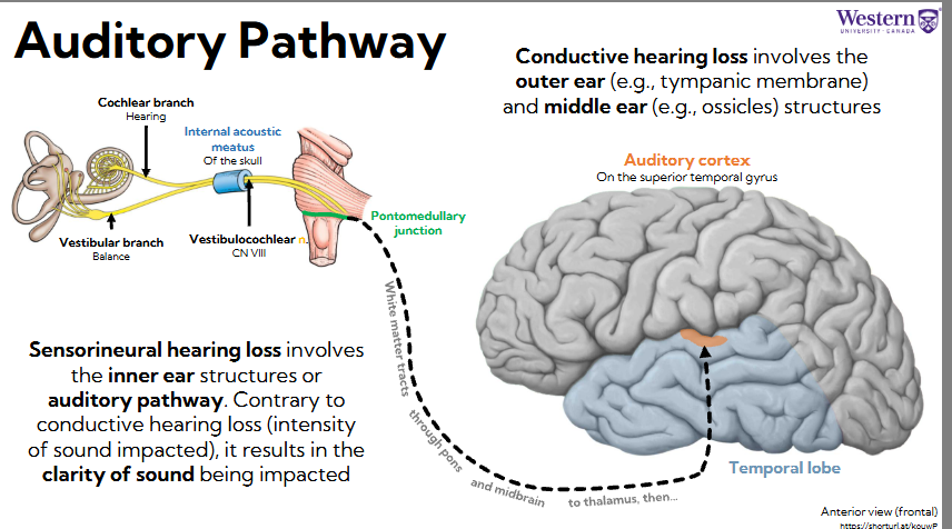 <ul><li><p><span style="background-color: transparent;"><span>Sensorineural hearing loss involves the inner ear structures or auditory pathway. Contrary to conductive hearing loss (intensity of sound impacted), it results in the clarity of sound being impacted</span></span></p></li><li><p><span style="background-color: transparent;"><span>Conductive hearing loss involves the outer ear (e.g., tympanic membrane) and middle ear (e.g., ossicles) structures</span></span></p><ul><li><p><span style="background-color: transparent;"><span>Otitis media</span></span></p></li><li><p><span style="background-color: transparent;"><span>Or permanent damage dampens amount of vibrations which effects amount of vibration</span></span></p></li></ul></li></ul><p></p>