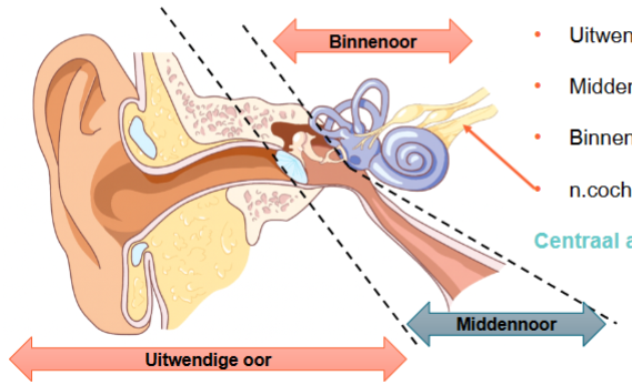 <ul><li><p>uitwendig-/ buitenoor</p></li><li><p>middenoor</p></li><li><p>binnenoor/ cochlea</p></li><li><p>n. cochlearis</p></li></ul><p></p>