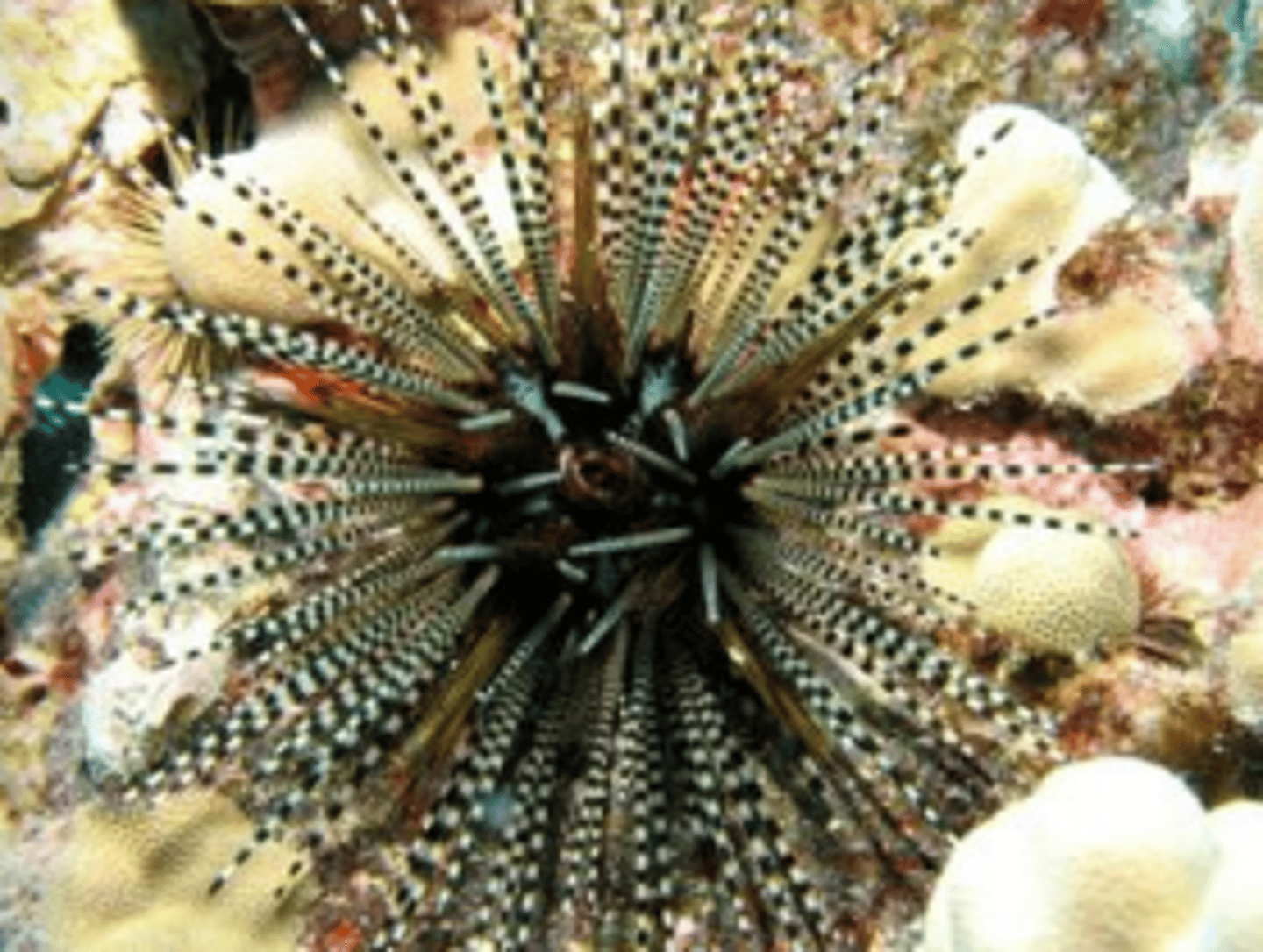 <p><em>Echinothrix calamaris</em></p>