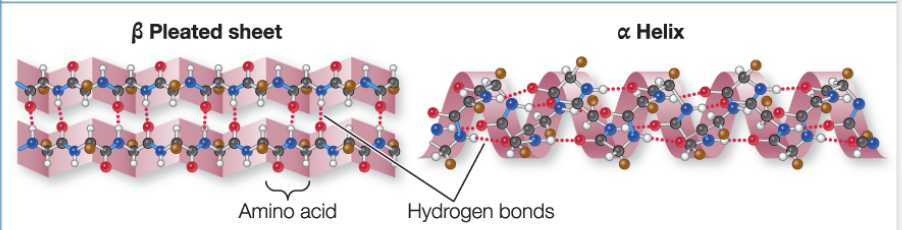 <ol><li><p>repeated patterns in different regions, <mark data-color="yellow" style="background-color: yellow; color: inherit;">due to hydrogen bonding</mark></p></li><li><p>alpha helix: right- handed coil</p></li><li><p>beta pleated sheet: 2+ sequences of amino acids that are extended and aligned in the polypeptide </p></li></ol><p>both are determined by hydrogen bonding between the —NH and —CO groups of the amino acids that make up the primary structure </p><p></p>