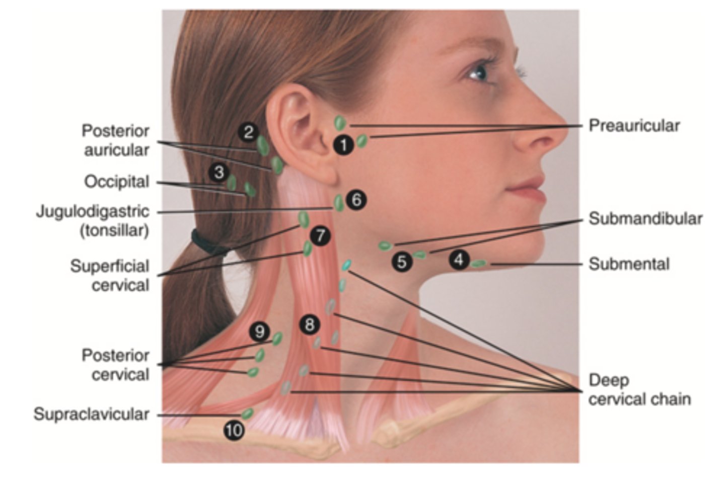 <p>- Preauricular</p><p>- Posterior auricular</p><p>- Occipital</p><p>- Submental</p><p>- Submandibular</p><p>- Jugulodigastric (tonsil)</p><p>- Superficial cervical</p><p>- Deep cervical chain</p><p>- Posterior cervical</p><p>- Supraclavicular</p><p>(Party People Often Sell Sardines Just So Dogs Pee Silver)</p>