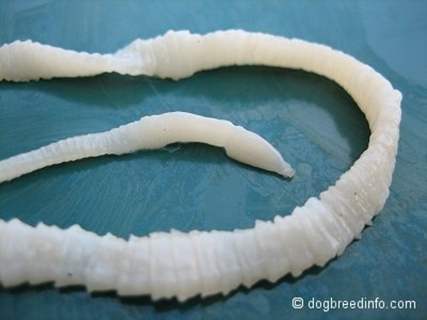 <p>Platyhelminthes</p>