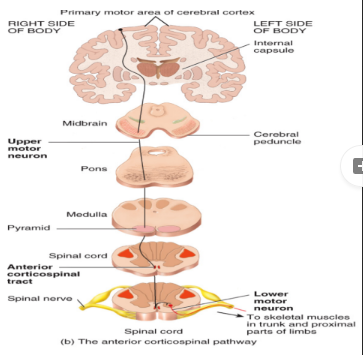 <ul><li><p>Effector cells are all skeletal muscles</p></li><li><p>The somatic motor pathways consist of two neurons</p></li></ul><p>i. Upper motor neurons</p><p>ii. Lower motor neurons</p>