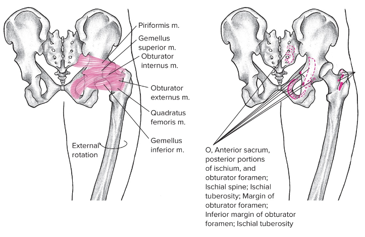 Posterior, lateral 

Consists of quadratus femoris, piriformis, gemellus superior and inferior, internal and external obturator 

Origin: pelvis

Insertion: greater trochanter 

Action at hip: external rotation, also keeps the ball (head of femur) in the socket (acetebellum) 