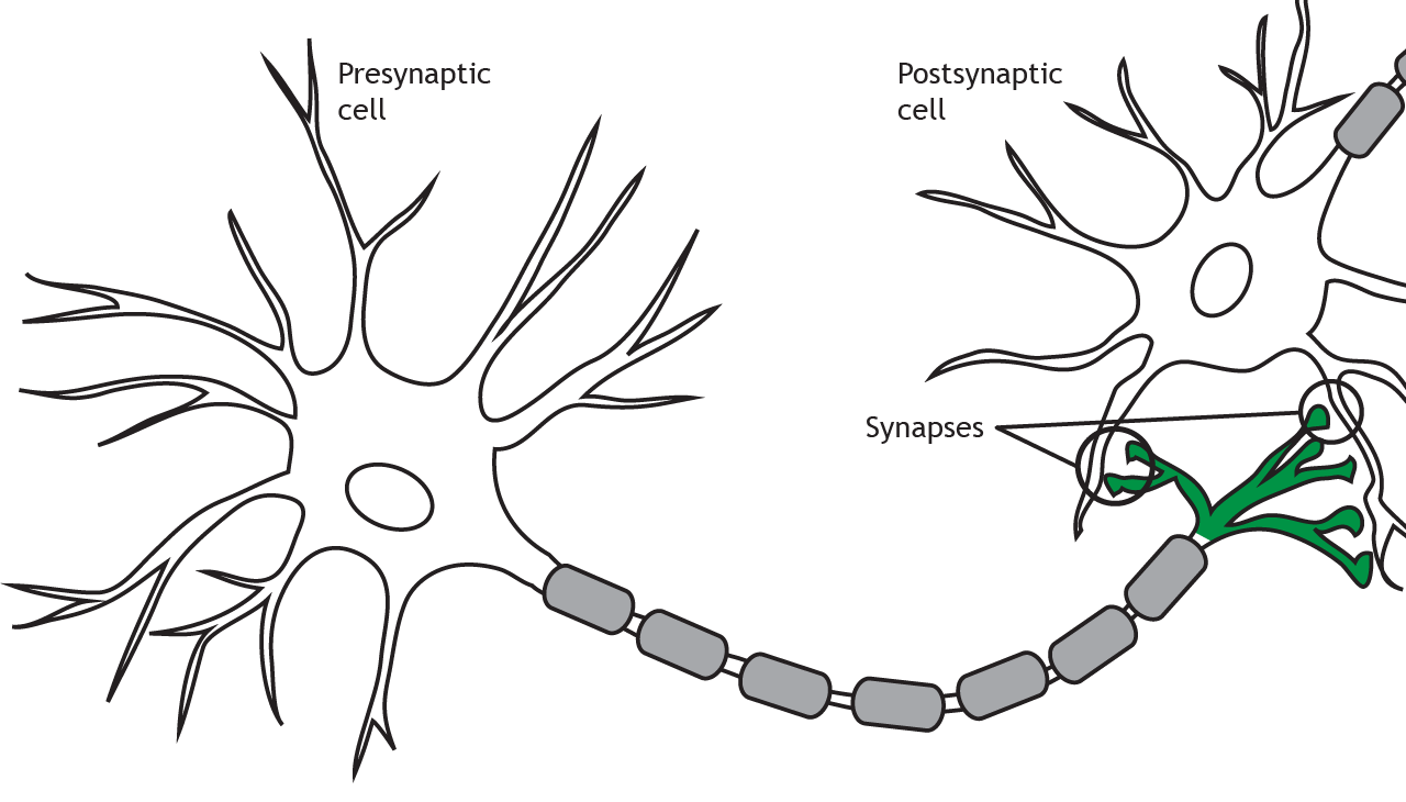 <p>a nere cell; the basic building block of the nervous system</p>