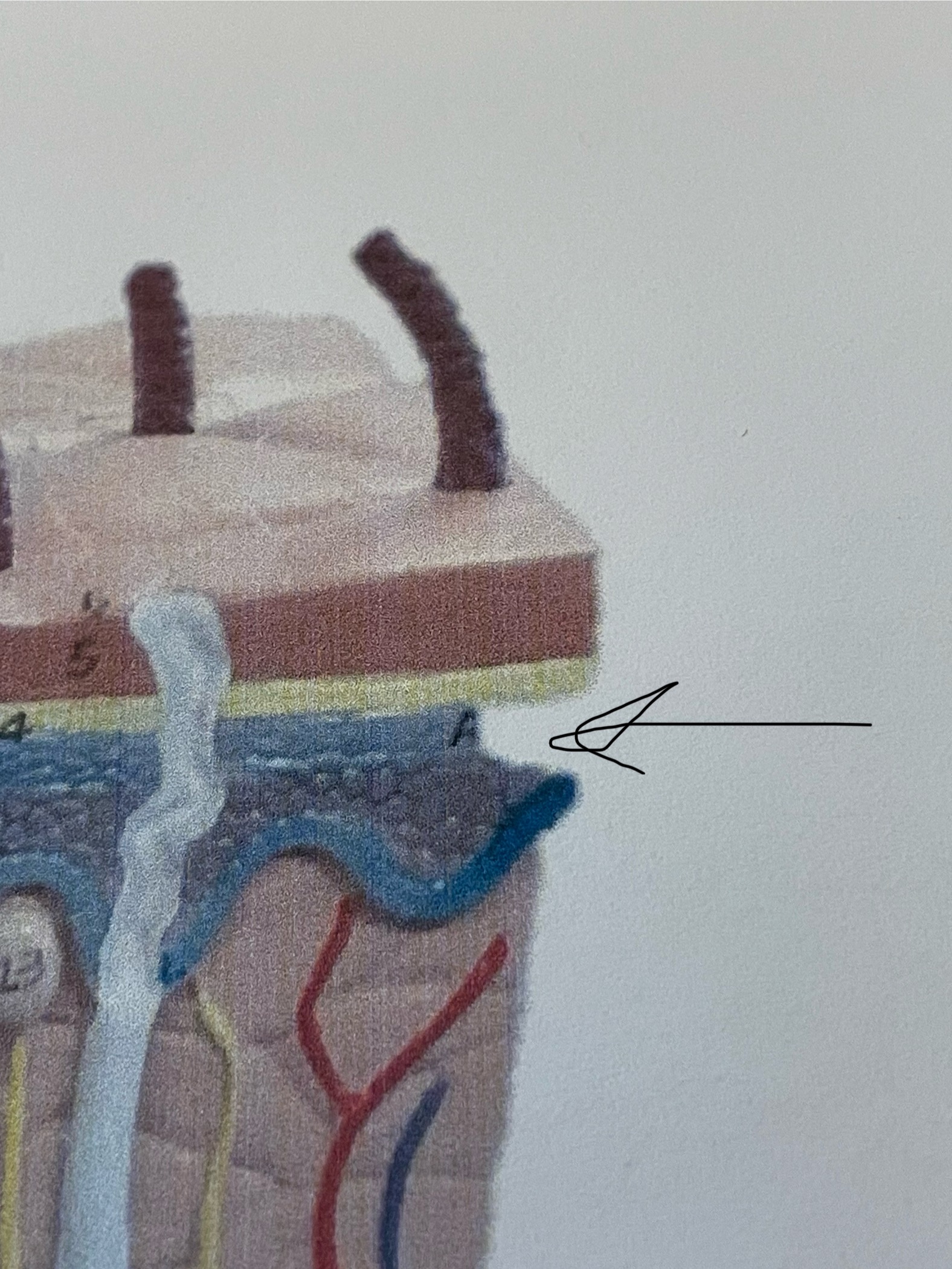 knowt flashcard image