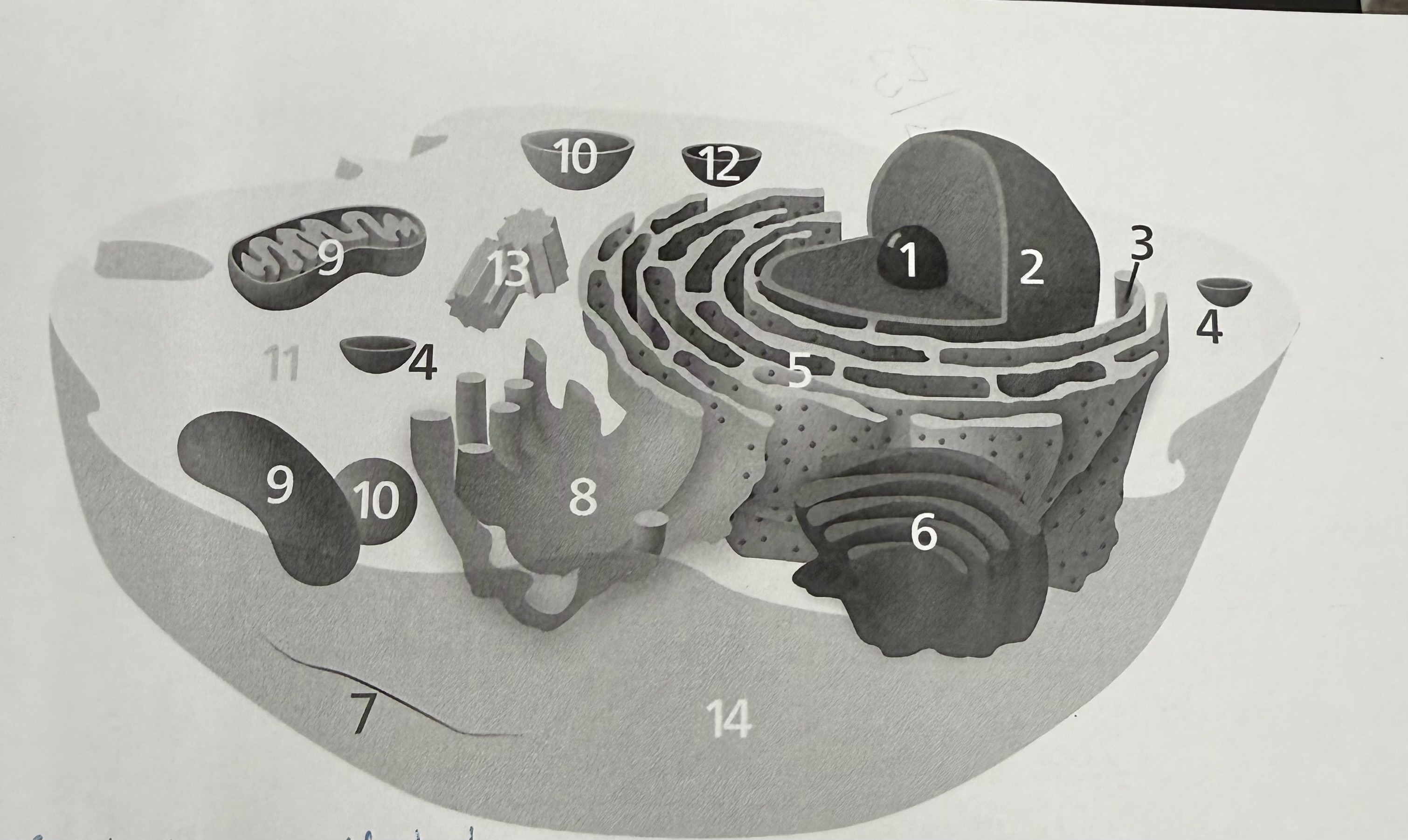 <p>what is 13 </p>