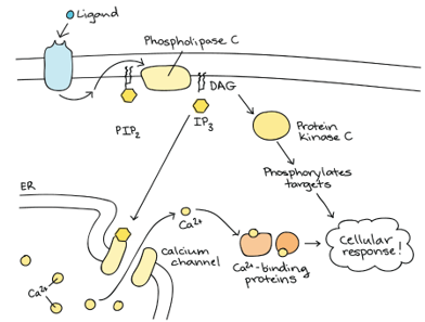 <p>-GPCR</p><p>-<u>phospholipase C</u> = effector protein (activated by GTP)</p><p>-PIP2 split into DAG &amp; IP3</p><p>-IP3 moves to endoplasmic reticulum to activate calcium channel</p><p>-calcium activate protein kinase C</p>