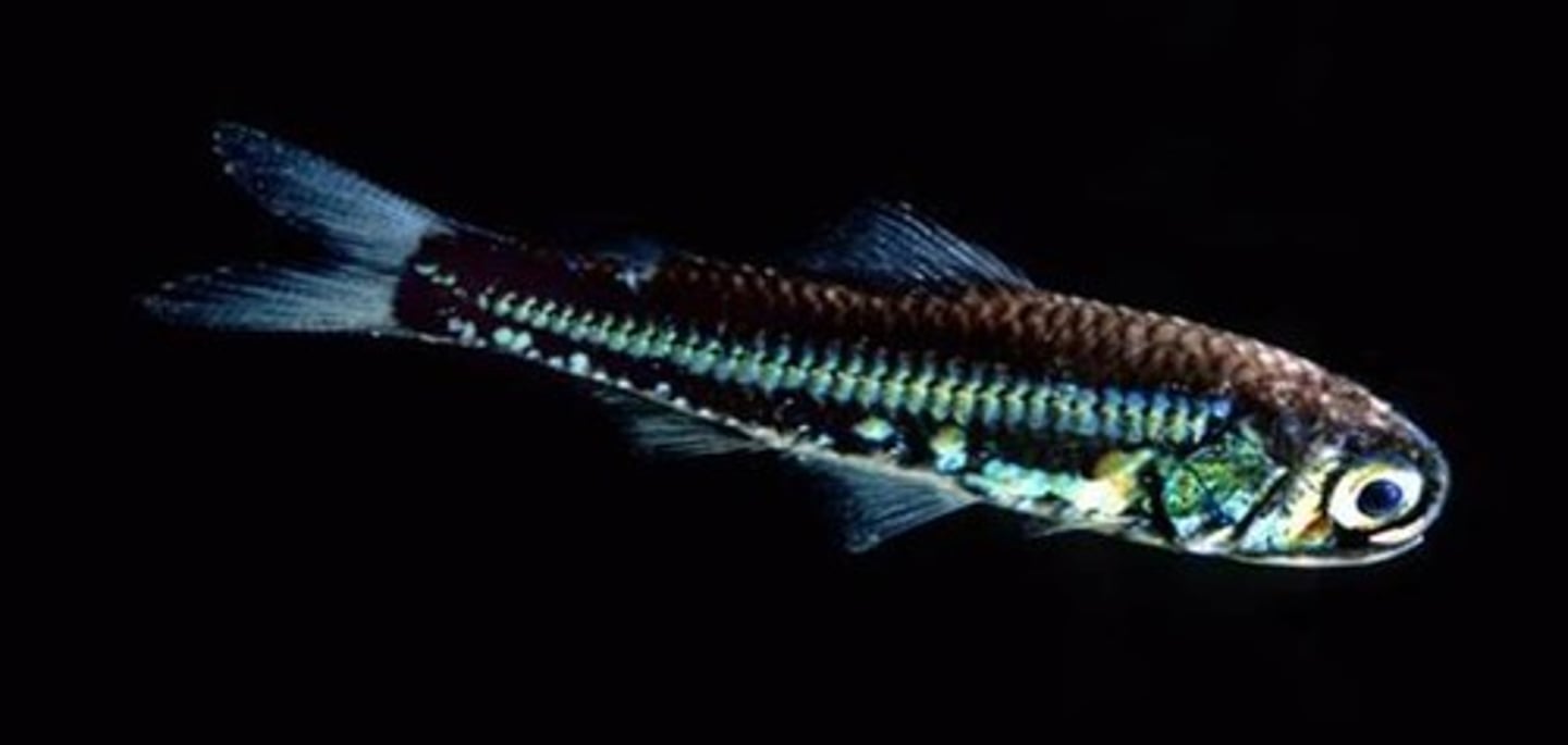<p>lantern fishes and blackchins</p><p>-upper pharyngeal jaw dominated by 3rd pharyngobranchial</p><p>-adipose fin supported by cartilaginous plate</p><p>-diel vertical migrations</p>