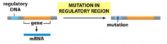 <p>effect of regulatory regions on gene expression</p>